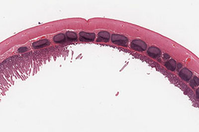 Cat ileum