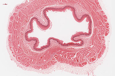 Primate oesophagus