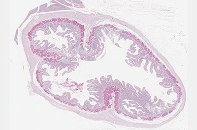 Primate duodenum