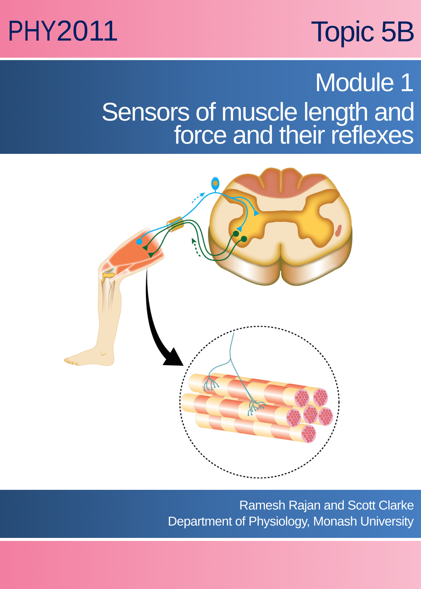 Movement control: Sensors of muscle length and force and their reflexes