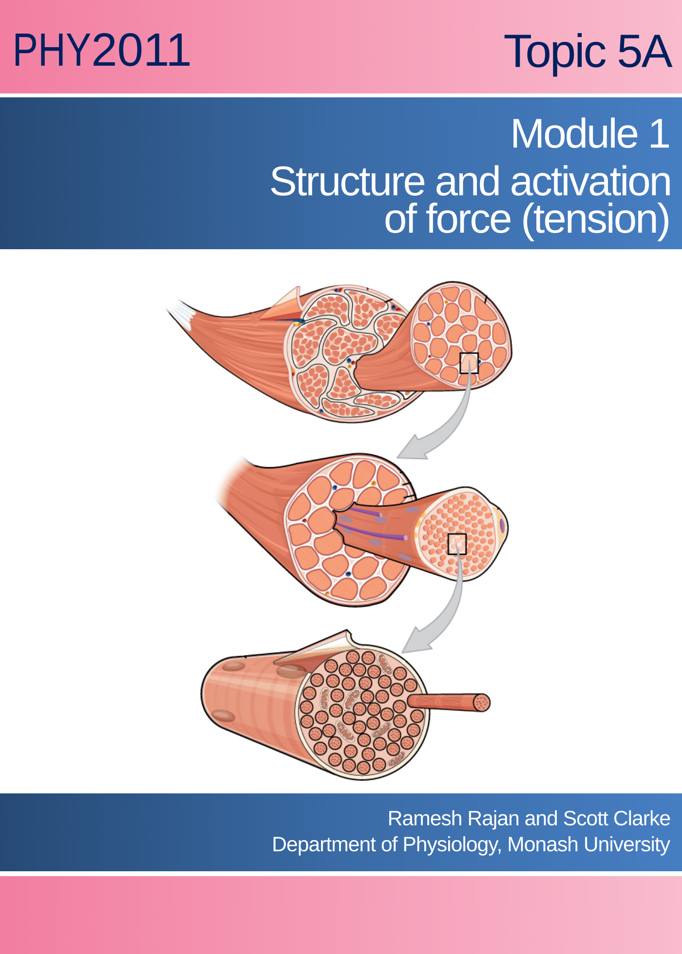 Skeletal Muscle Module 1: structure and activation of force (tension)