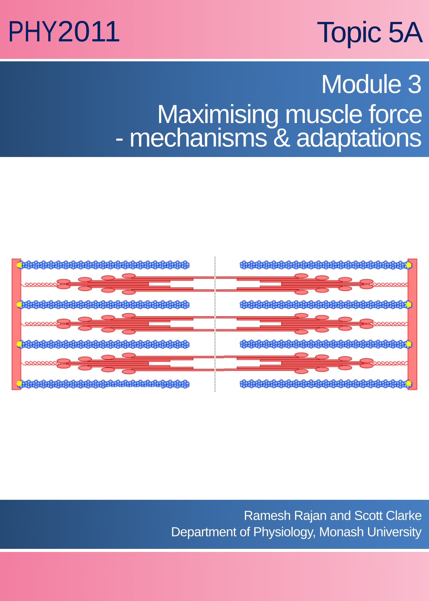 Skeletal Muscle Module 3: Maximizing muscle force - Intrinsic mechanisms & Exercise-induced Adaptations