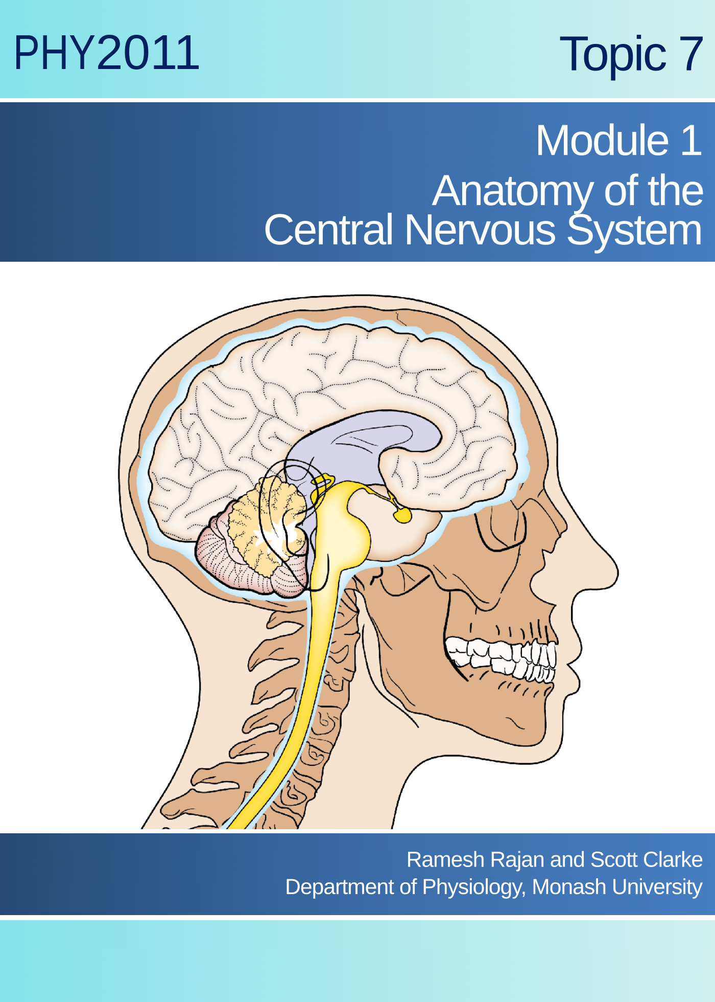 Anatomy of the Central Nervous System