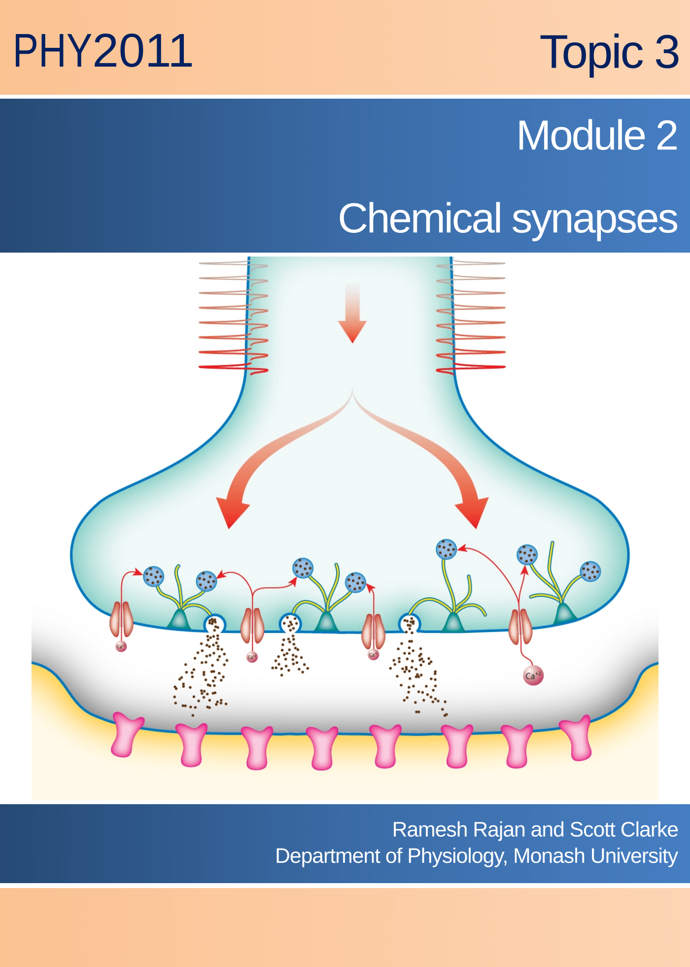 Topic 3 Module 2: Chemical synapses