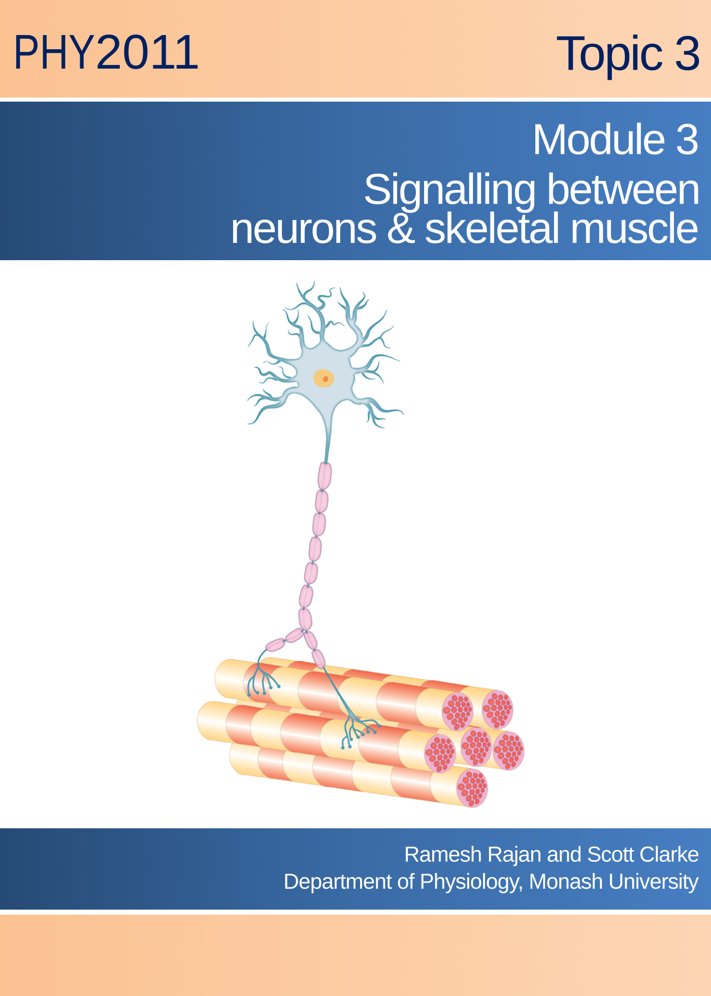 Topic 3 Module 3: Signalling between neurons & skeletal muscle