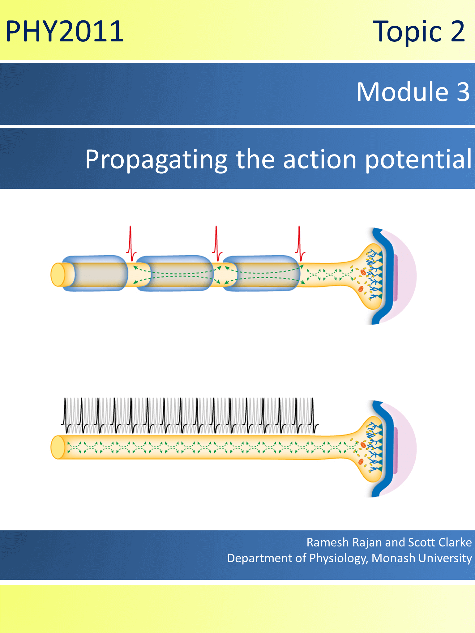 Topic 2 Module 3: Propagating the Action Potential