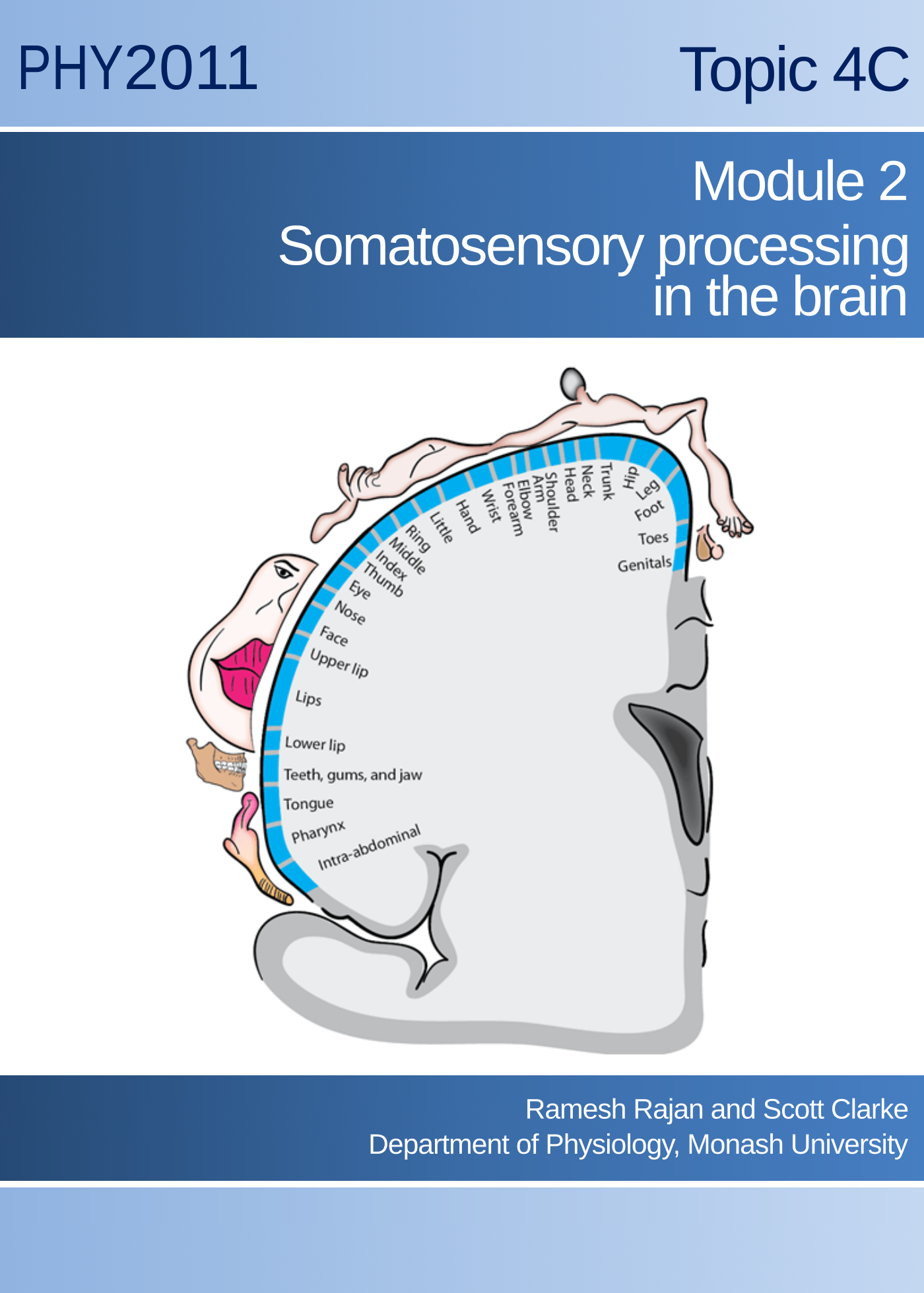 Topic 4C Module 2 Somatosensory processing in the brain