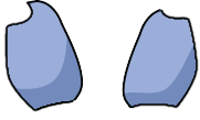 Testis