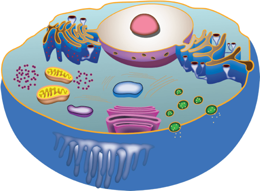 Diagram of a cell's interior