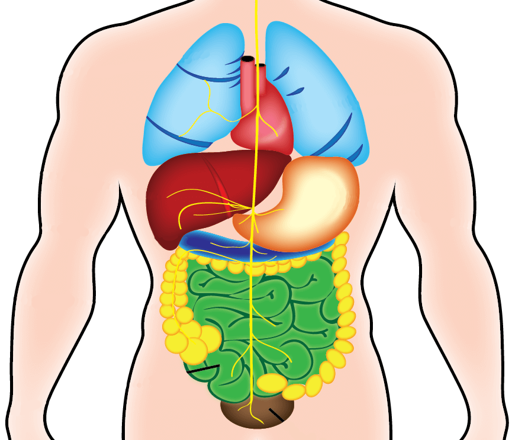 Internal organs