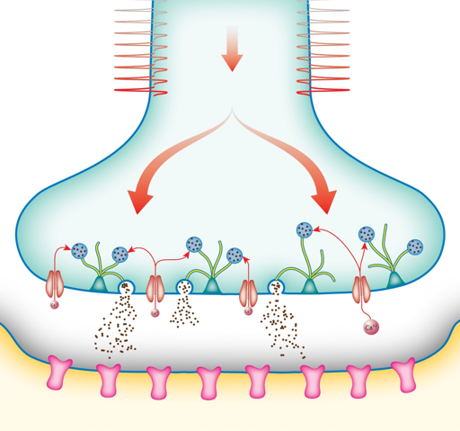 Chemical synapse