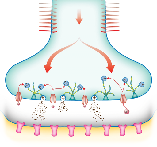 Chemical synapse