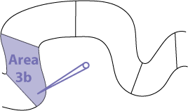 Electrode recording from neuron in area 3b of somatosensory cortex